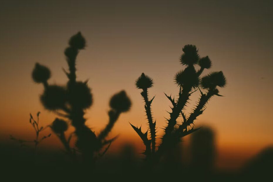 Sünde, Stachel, Sonnenuntergang